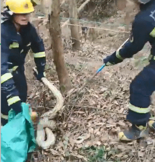 吓人！40斤蟒蛇潜入广东一村民养殖场，还发出“咝咝”的声音