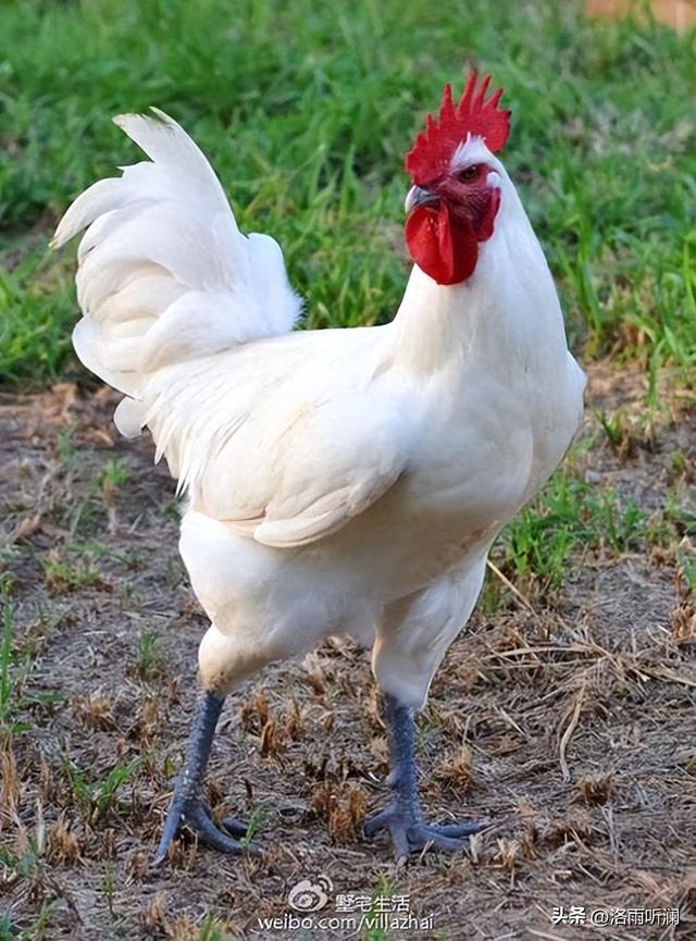 世界上最珍贵的6种鸡，中国名鸡仅排末尾，榜首1只鸡就能换套豪宅