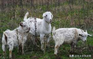 河北波尔山羊养殖(农村创业养殖山羊，做好以下七点，就很容易成功)