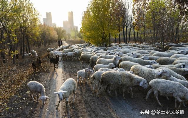 农村创业养殖山羊，做好以下七点，就很容易成功