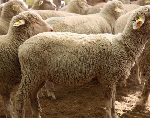 巴美羊育肥，怎样断尾和防疫？