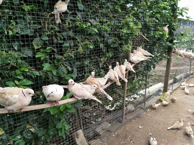 吃野生斑鸠其实对人有害？连筑巢都不会的斑鸠，究竟如何繁殖的？