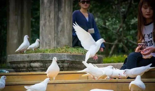 9.21国际和平日——走！喂鸽子去