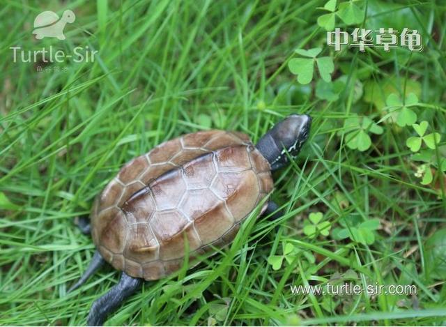中华草龟饲养简单，有一定的药用价值「龟谷鳖老」