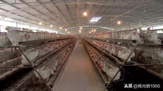 贵州丹寨：竹鼠蛋鸡喜丰收 特色养殖促脱贫