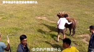 贵州白水牛养殖视频(黄牛和水牛杂交出来的后代是什么？这期视频带你一起去探索)
