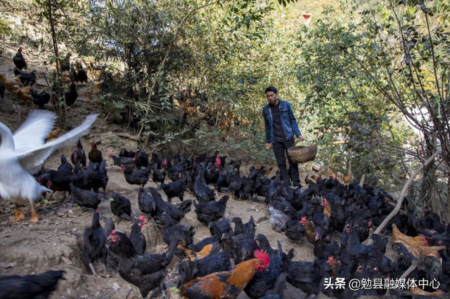 勉县：养殖生态鸡“啄”开致富门