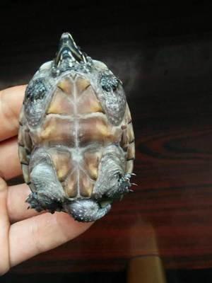最便宜，最耐养，新手养龟的不二之选——麝香龟