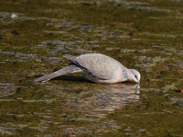 斑鸠不会筑巢吗？在农村常见的斑鸠，为何说吃它的肉危害很大？