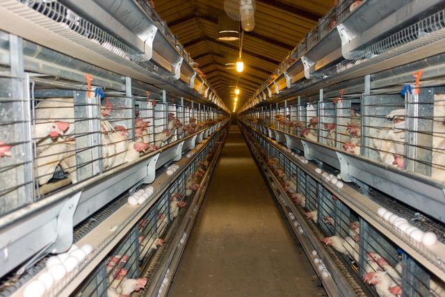 肉鸡养殖户实用技术——肉鸡饲养管理技术要点