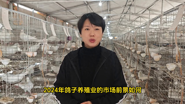 2024肉鸽养殖前景怎样呢，看完视频你就知道了#三农