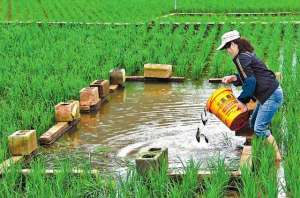 水稻鱼养殖技术(什么是“稻鱼共生”？曾风靡全国的养殖方法，为何如今没人养了？)