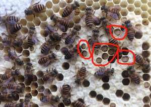 蜜蜂养殖出现腐朽病(为什么蜂群中会生长巢虫，怪自己太疏忽，这方法防治巢虫真有效)