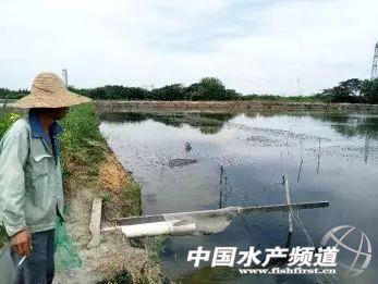 环阳澄湖大规格河蟹养殖模式报告