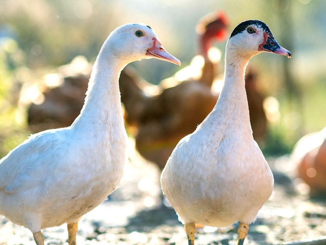 养鸭子也存在风险，要了解这些禁忌，掌握正确的养殖方法