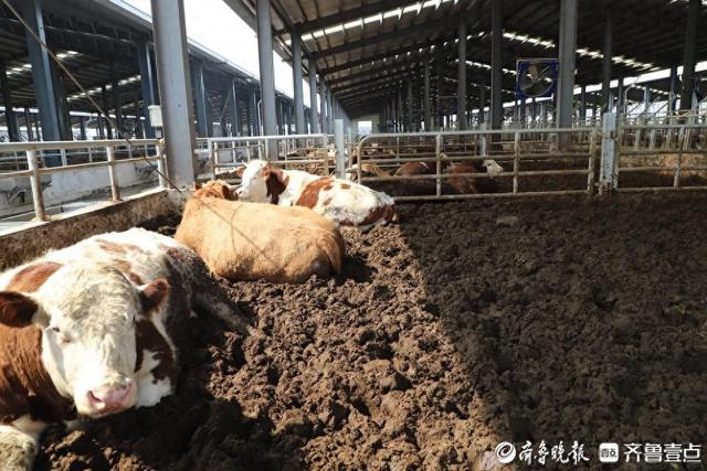肉牛住进了“高档小区”，滨州阳信标准化养殖示范区来了