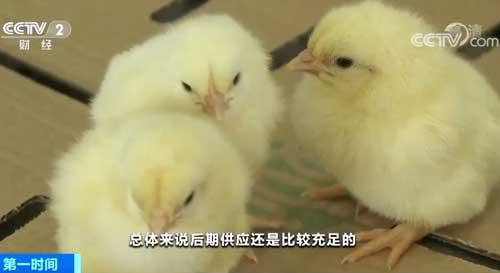山东：鸡苗、饲料成本增加 肉鸡养殖户承压