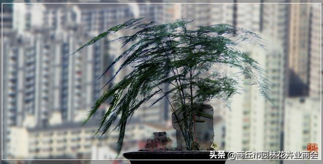 水培文竹，根系是不是放在水中