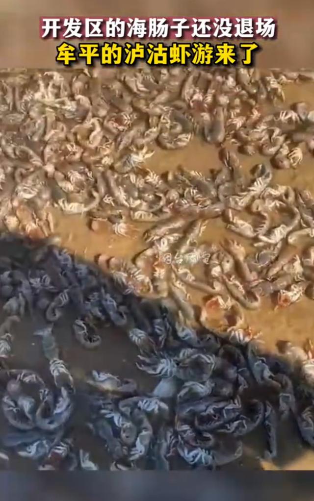 不是地震预兆！烟台牟平区海边出现大量泸沽虾 真相到底是什么？