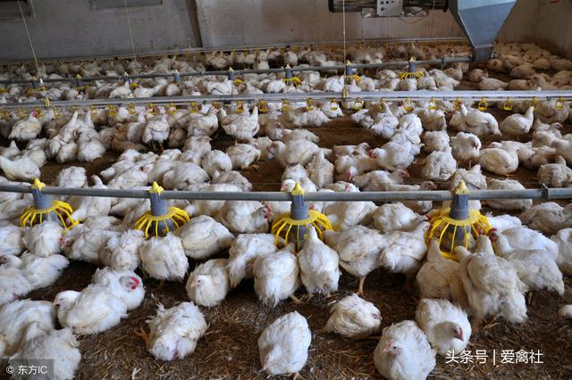 肉鸭养殖户为什么利润低，原因是这三个原因造成的