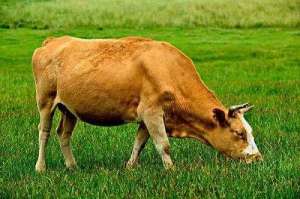 鲁西肉牛养殖(鲁西黄牛在什么样的环境生长更好更快？)