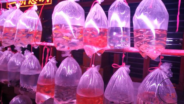 观摩北京最大观赏鱼夜市，这次不虚此行，北京鱼缸玩家的好去处