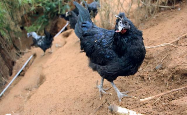农村小伙养殖乌鸡年收入40万，2年回本！他是如何养殖的呢？