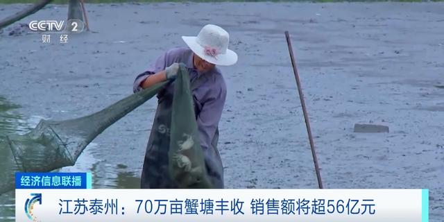 亩产300斤！江苏泰州70万亩蟹塘迎丰收，销售额将超56亿元