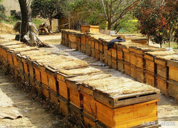 新手养蜂，想要赚钱饲养多少蜂群最好？老蜂农给你分析