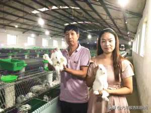 河南洛阳野兔养殖基地(上阵父女兵，养4000余只肉兔敲开致富门)