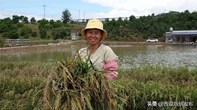 水上种稻 水里养鱼 西双版纳州首个“稻鱼共生”示范基地水稻种植成功