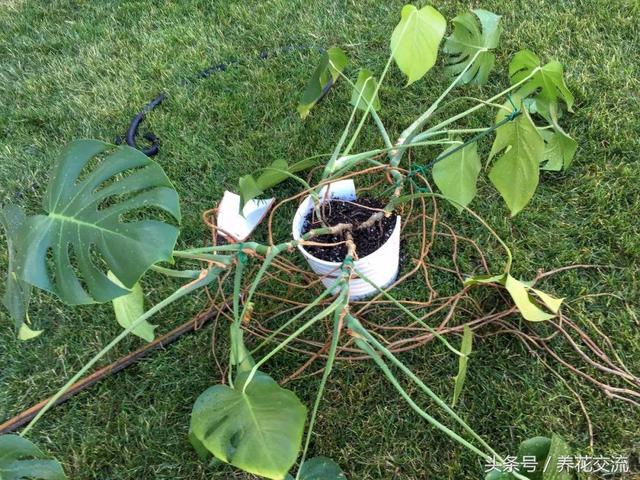 家里的龟背竹盆栽适当制作一个支架，长得比绿萝柱好看多了