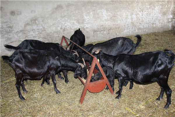 这家滇西最大的努比亚黑山羊场是名副其实的“扶贫明星”