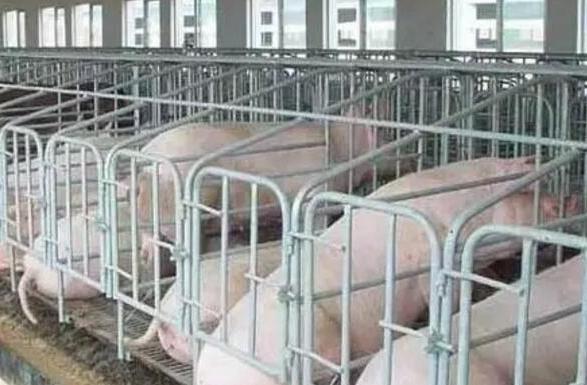 母猪养猪产业也能实现可持续发展？掌握这几点，想发展好不是问题