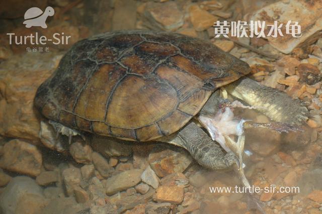 黄喉拟水龟怎么发色，才能够养的漂亮「龟谷鳖老」
