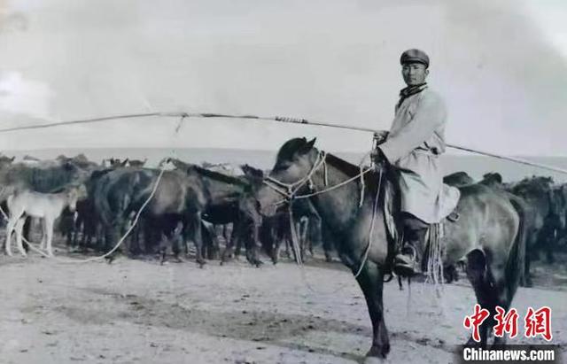 内蒙古阿巴嘎草原牧马人：蒙古马驰骋草原，是最好的保护和传承