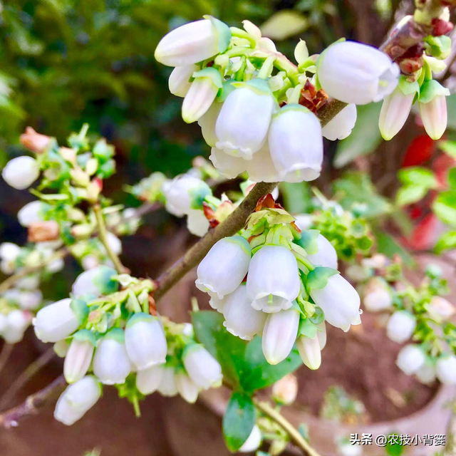 蓝莓怎样种植才能长势更健壮和产量品质高？记住这些种植管理技巧