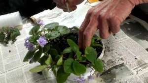 紫罗兰花的养殖方法(养护非洲紫罗兰掌握这10个秘诀就能常年开花，你漏掉了哪个？)