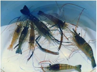 淡水虾怎么养？四种常见淡水虾的养殖技术大全