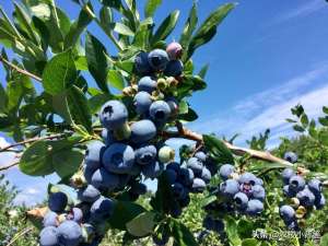 蓝莓树的养殖方法和注意事项(蓝莓怎样种植才能长势更健壮和产量品质高？记住这些种植管理技巧)