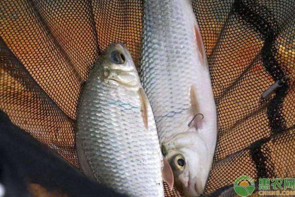 除四大家鱼外，还有哪些常见的淡水鱼养殖品种？