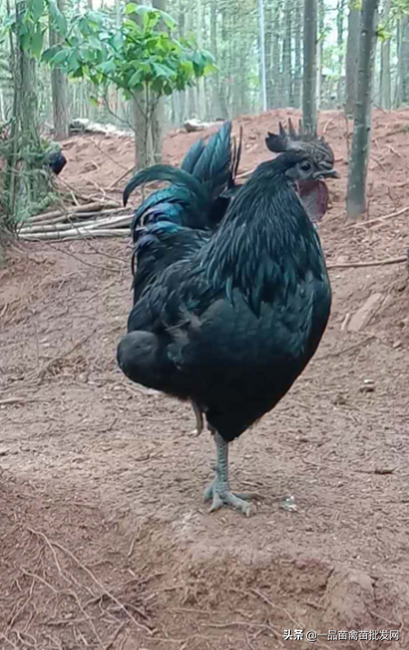 养这种年产190枚蛋，最适合山地放养的“四黑”乌骨鸡怎么样？
