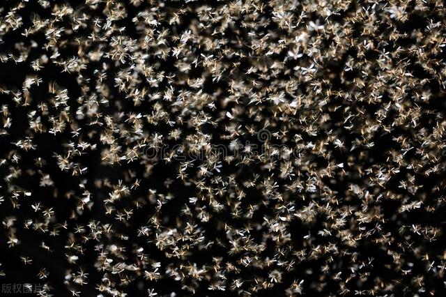 雨后蚁群分飞，探索白蚁繁殖的奇妙过程和社会结构！