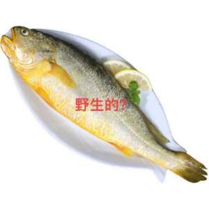 黄瓜鱼养殖方法(几千元野生黄瓜鱼与几十元养殖黄瓜鱼的区别)