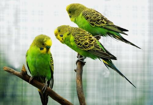 观赏鸟饲养的十点常识：亲密度非常重要，瓜子每天吃多少最好？
