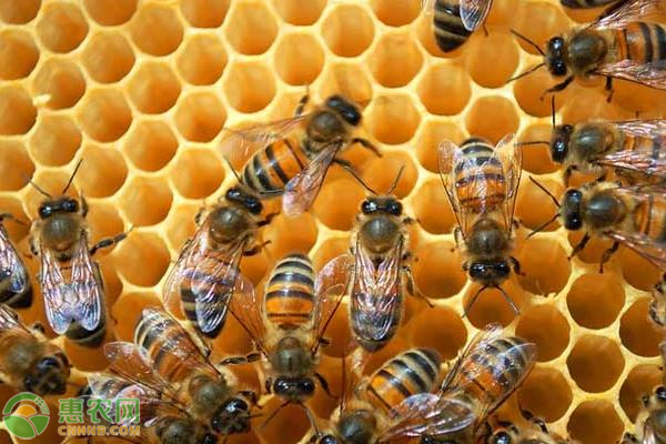 蜜蜂双王如何养殖？有哪些注意事项？