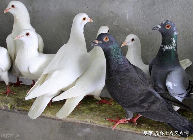 肉鸽养殖成本与利润，算算养100对种鸽能赚多少钱