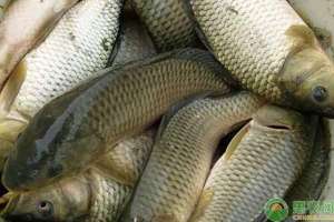 网箱养殖品种(除四大家鱼外，还有哪些常见的淡水鱼养殖品种？)