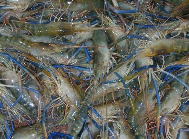 这种淡水虾体型大，生长快！南方地区易养殖，亩产值6000元以上！