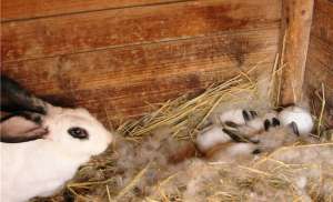 八点黑兔子养殖(黑耳熊猫兔的养殖方法介绍)